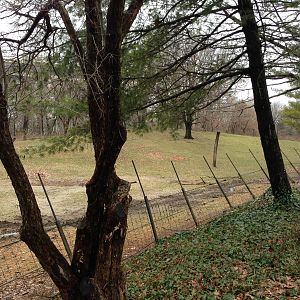 Queens Zoo- Buffalo/ Pronghorn Exhibit