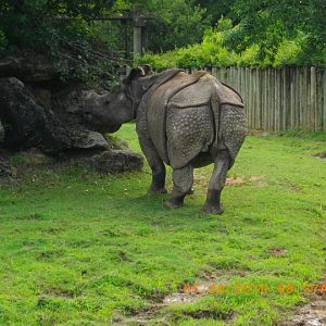 Indian Rhinoceros