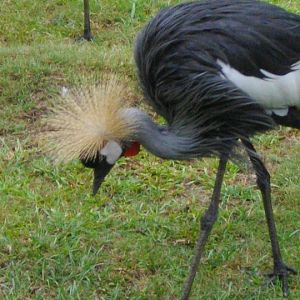 Crowned Cranes