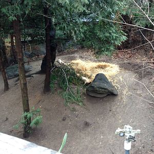 Queens Zoo- Chacoan Peccary