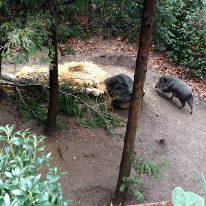 Queens Zoo- Chacoan Peccary