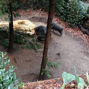 Queens Zoo- Chacoan Peccary