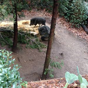 Queens Zoo- Chacoan Peccary