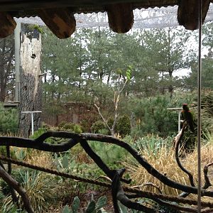 Queens Zoo- Thick Billed Parrot/ Roadrunner