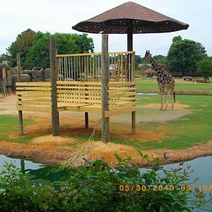 Giraffe Feeding Station Construction