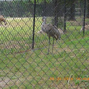 Sandhill Crane
