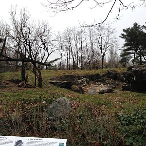 Queens Zoo- Andean Bear