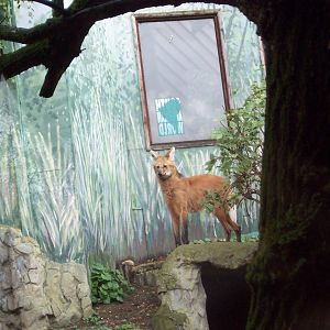 maned wolf 2001