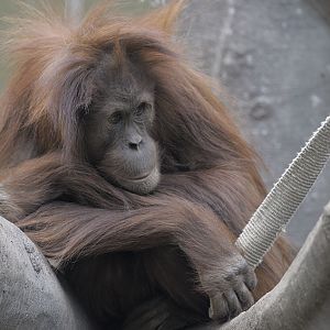 Indah looking pensive