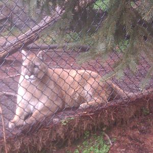 Mountain Lion