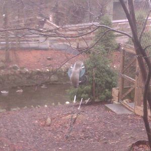 Squirrel eating from a bird feeder lol