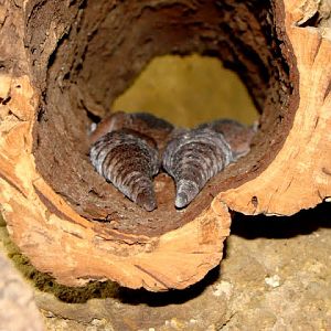 Hemitheconyx caudicinctus