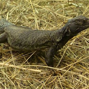 Uromastyx acanthinurus