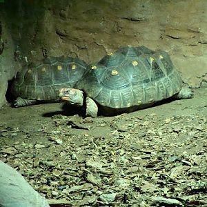 Geochelone carbonaria