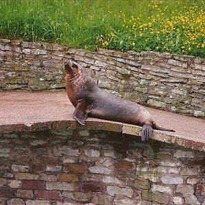 Patagonian Sealion 4th June 1994