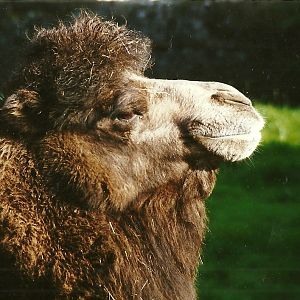 Bactrian Camel 28th October 1995