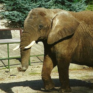 Flossie 28th October 1995