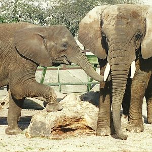 Flossie and Kasama 28th October 1995