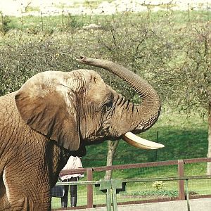 Flossie 28th October 1995