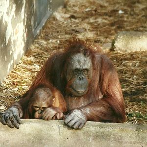Orang-utans 28th October 1995