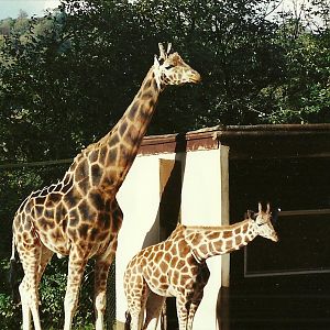 Giraffes 28th October 1995