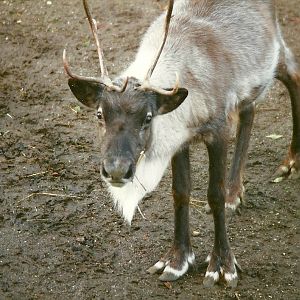 Reindeer 28th October 1995