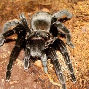 Aphonopelma caniceps