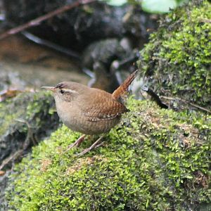wren