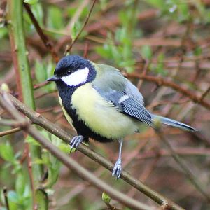 great tit