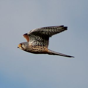 kestrel