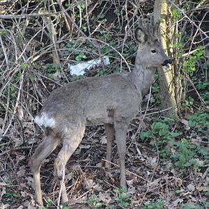 roe deer