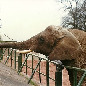 What I call a real zoo scene! 20th April 1996