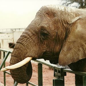 Flossie 20th April 1996