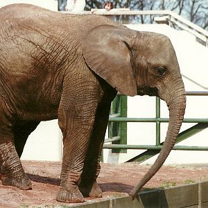 Kasama 20th April 1996