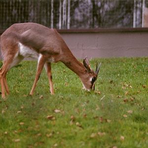 Arabian Gazelle 20th April 1996