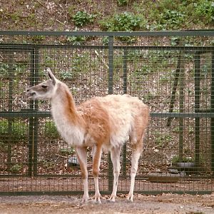 Guanaco 20th April 1996