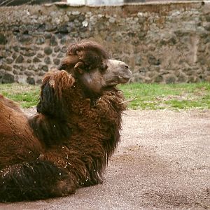 Bactrian Camel 20th April 1996