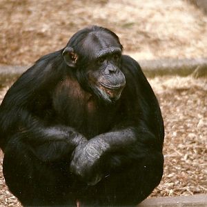 Chimpanzee 20th April 1996