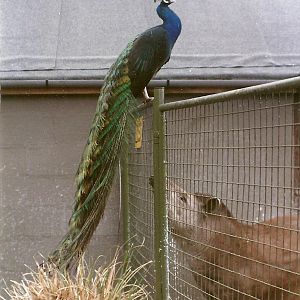 Indian Peafowl and Brazilian Tapir 20th April 1996