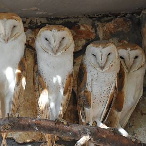 Common barn owl/ Tyto alba