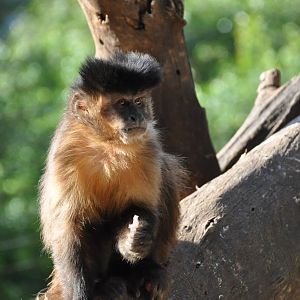 Black-horned capuchin/ Cebus nigritus