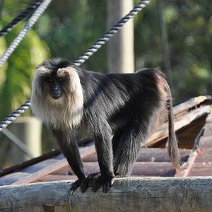 Lion-tailed macaque/ Macaca silenus