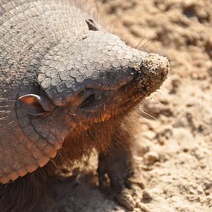 Larger hairy armadillo/ Chaetophractus villosus