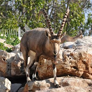Nubian ibex/ Capra nubiana