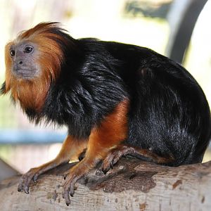 Golden-headed tamarin/ Leontopithecus chrysomelas
