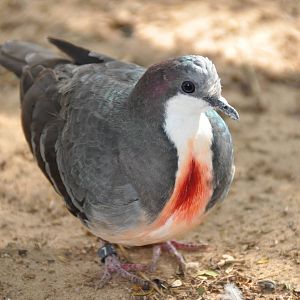 Bleeding heart pigeon/ Gallicolumba luzonica