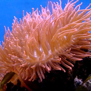 Entacmaea quadricolor