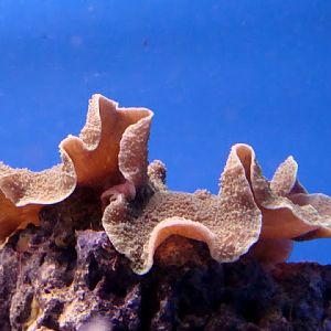 Stichodactyla haddoni