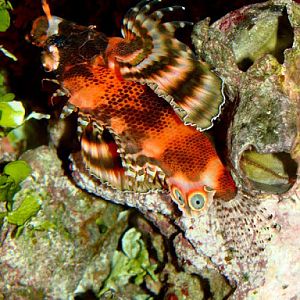 Dendrochirus biocellatus