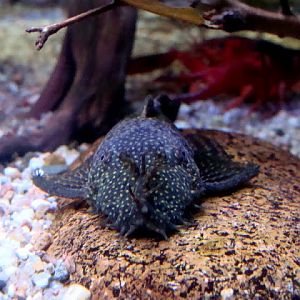 Ancistrus dolichopterus